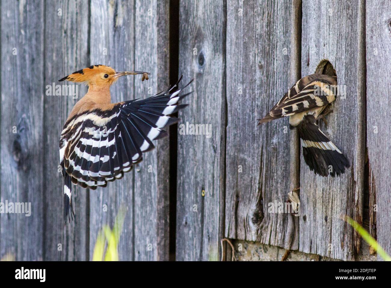Wiedehopf (Upupa epops) Stock Photo