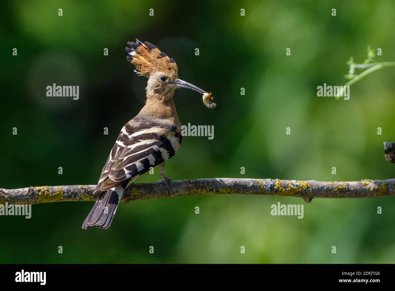 Wiedehopf (Upupa epops) Stock Photo