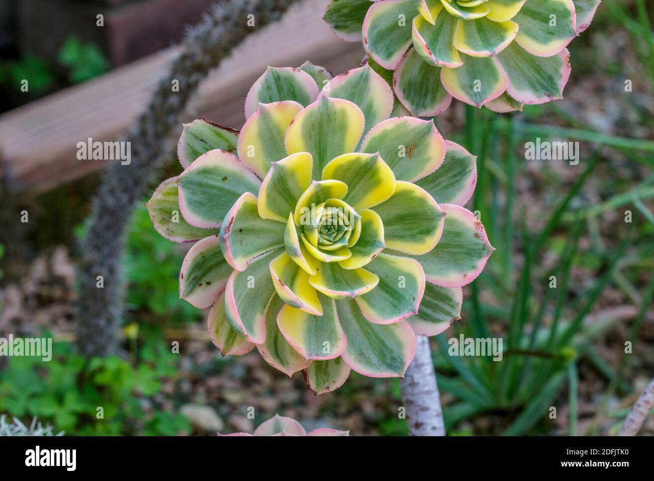 Aeonium Sunburst Tricolor Stock Photo