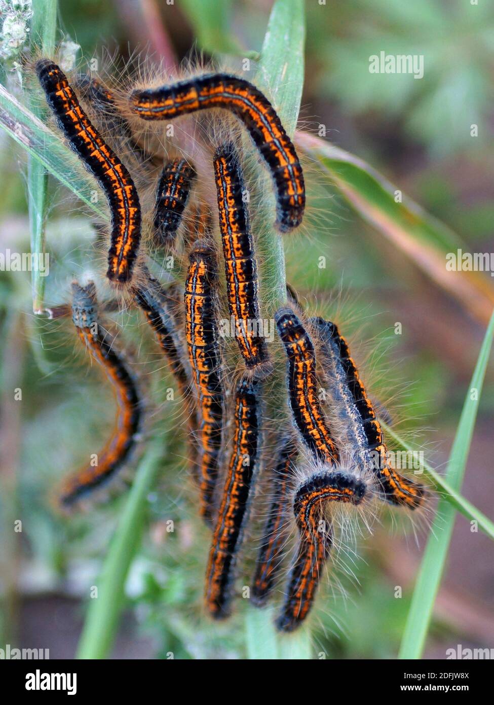 Many caterpillars on the leaf. Caterpillar of a Malacosoma castrensis, ground lackey Stock Photo