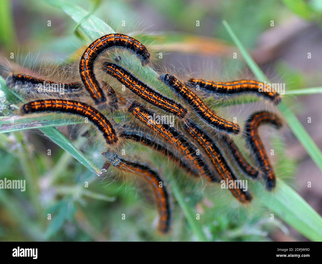Many caterpillars on the leaf. Caterpillar of a Malacosoma castrensis, ground lackey Stock Photo