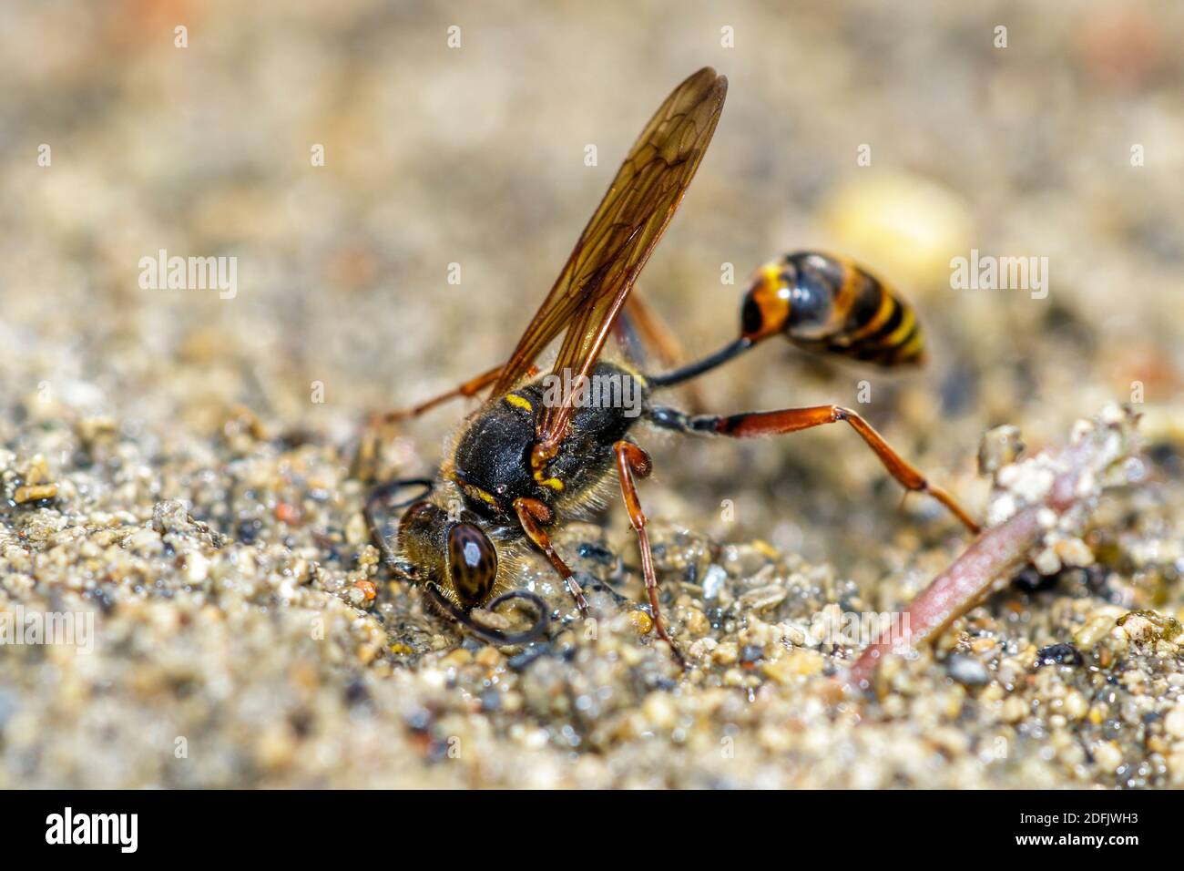 Orientalische Mauerwespe (Sceliphron curvatum Stock Photo Alamy