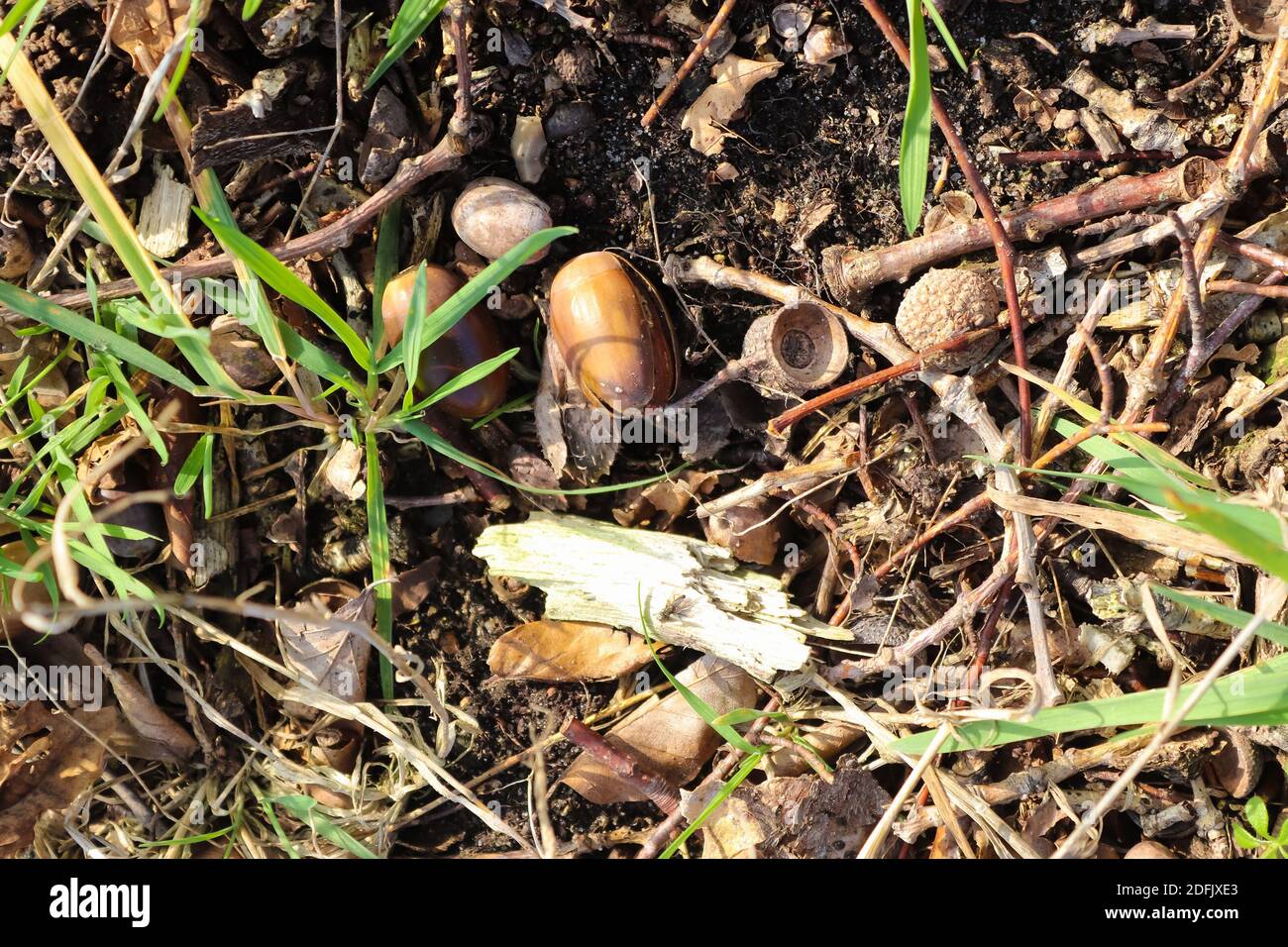 Ground acorns hi-res stock photography and images - Alamy