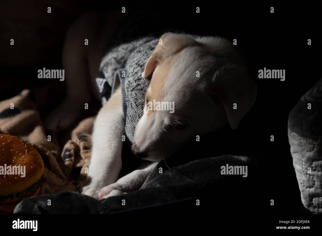Dark portrait of a young female puppy wearing a sweater at home Stock Photo