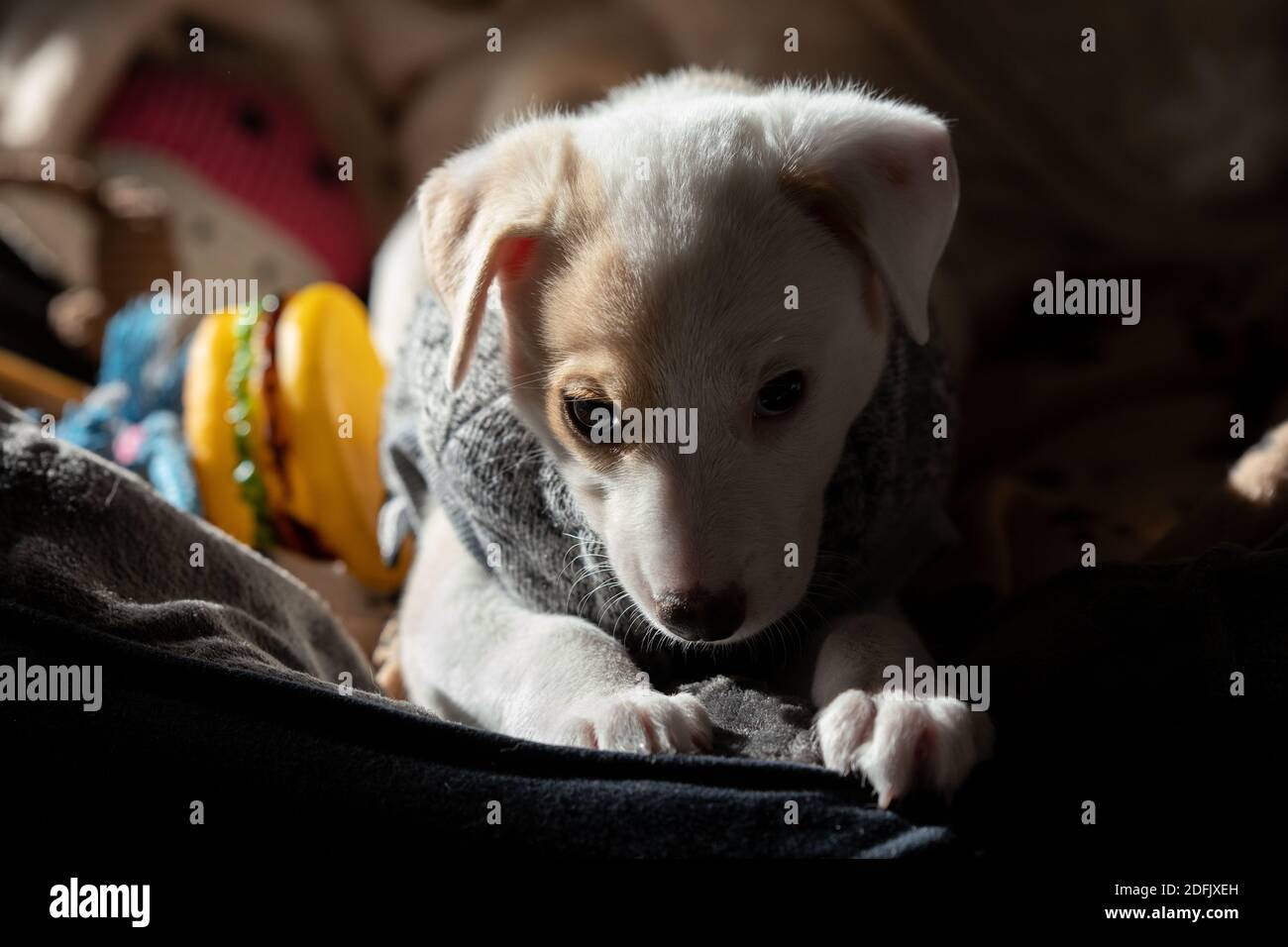 Dark face portrait of a young female puppy wearing a sweater at home Stock Photo