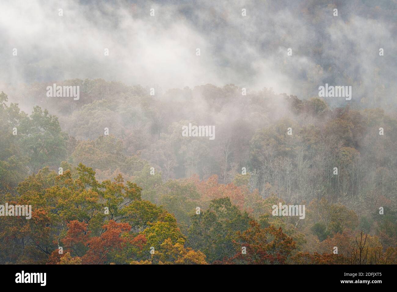 Misty autumn morning in the Cade’s Cove section of Great Smoky Mountains National Park, TN Stock Photo