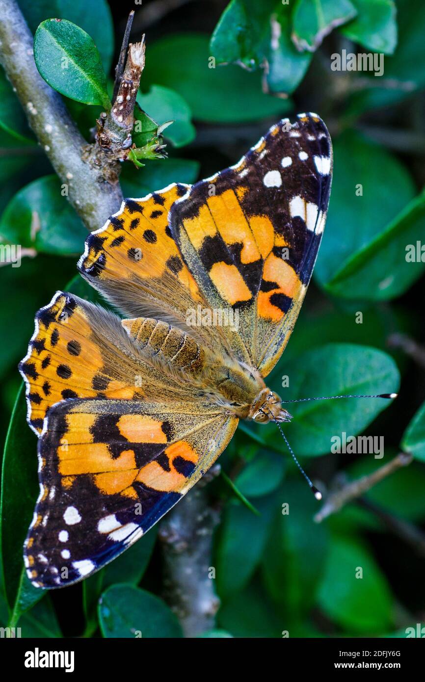 Distelfalter (Vanessa cardui) Stock Photo