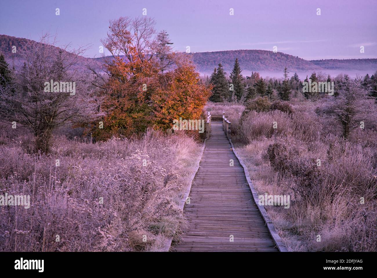 Frosty autumn morning along Freeland Boardwalk in Canaan Valley, WV Stock Photo