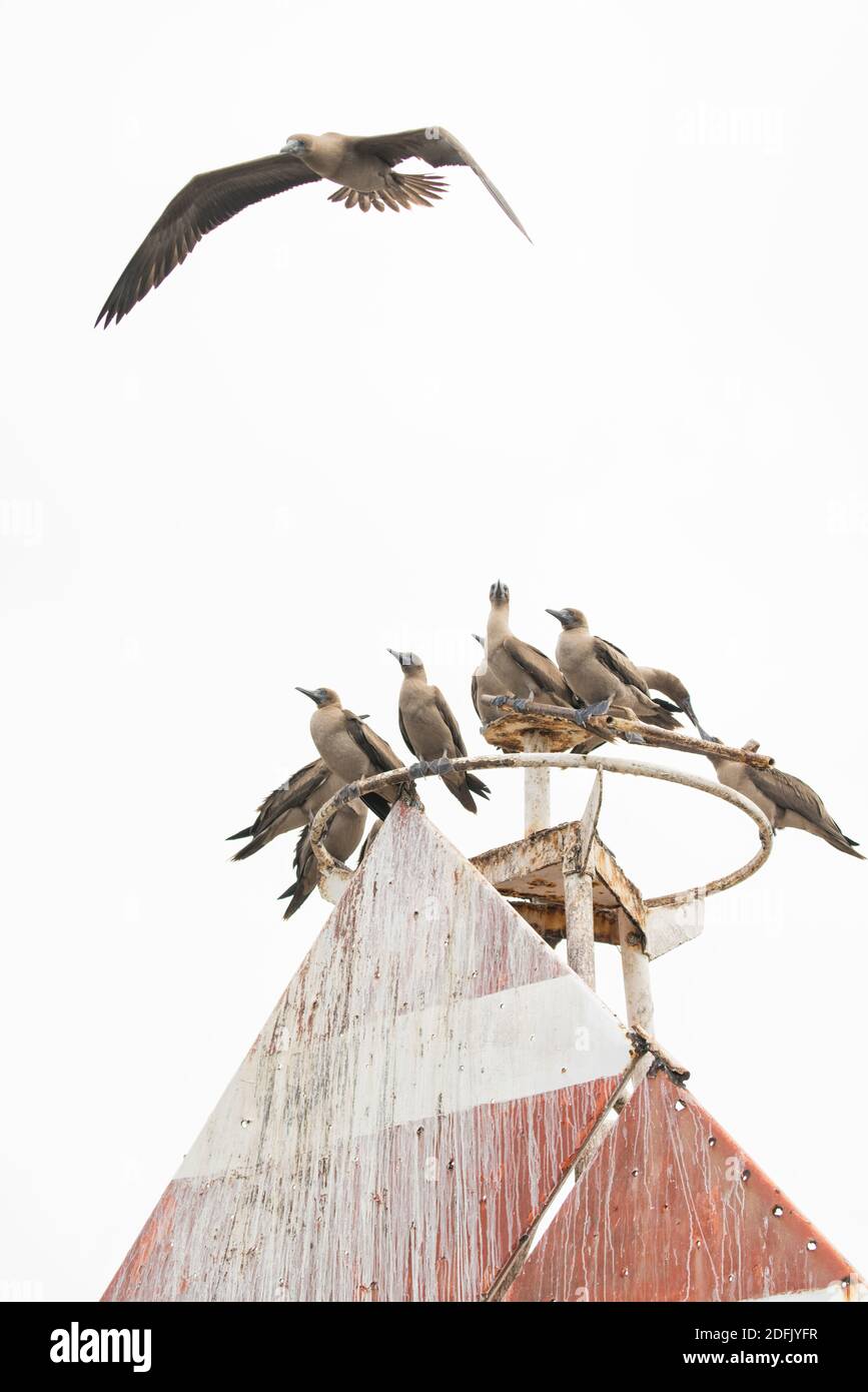 Flock of brown Nazca Boobies (Sula granti) perched atop a navigational marker on Genovesa in the Galápagos Islands Stock Photo