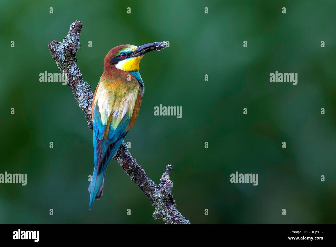 Bienenfresser (Merops apiaster) Stock Photo