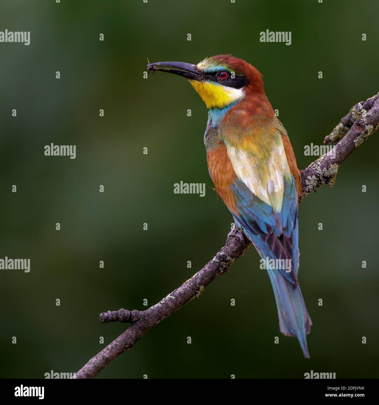 Bienenfresser (Merops apiaster) Stock Photo