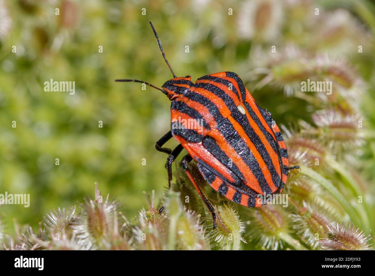 Streifenwanze (Graphosoma lineatum) Stock Photo