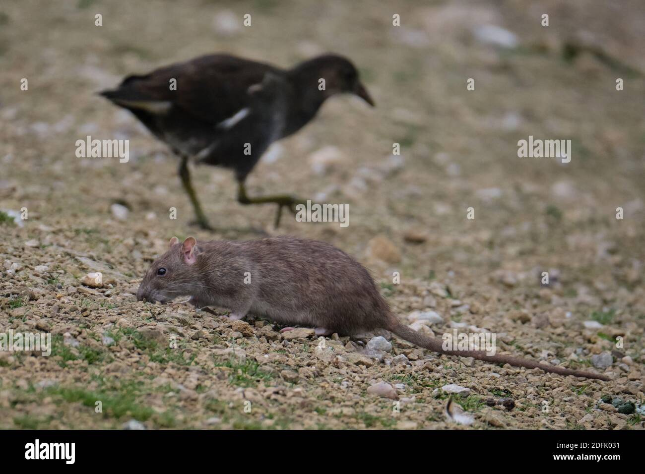 Brown rat in nature reserve Stock Photo