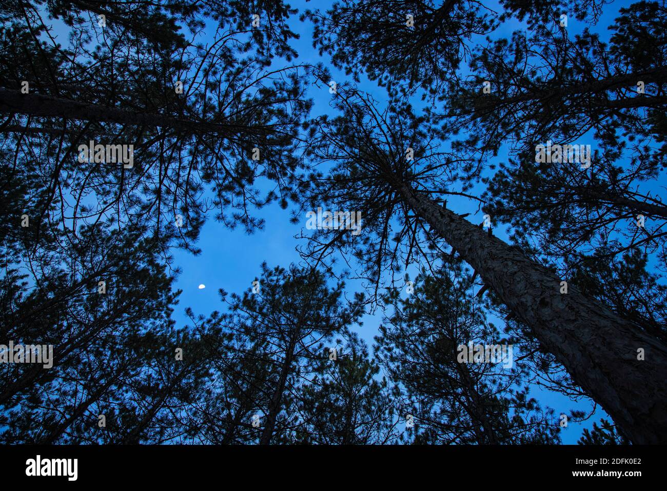 Moonset through pines in Hiawatha National Forest near Munising, MI Stock Photo