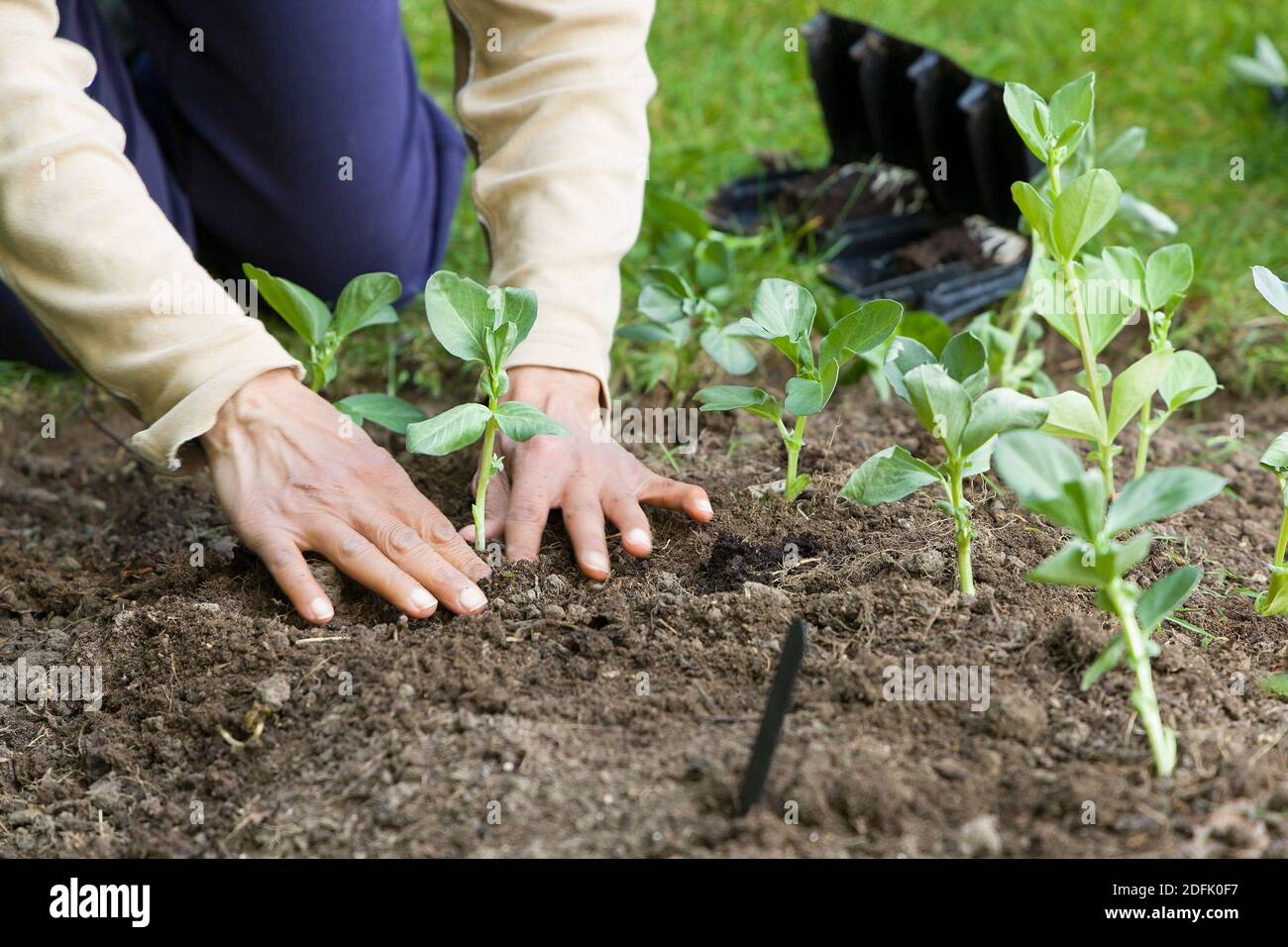 Woman planting out broad bean plants, growing vegetables in a garden, UK Stock Photo