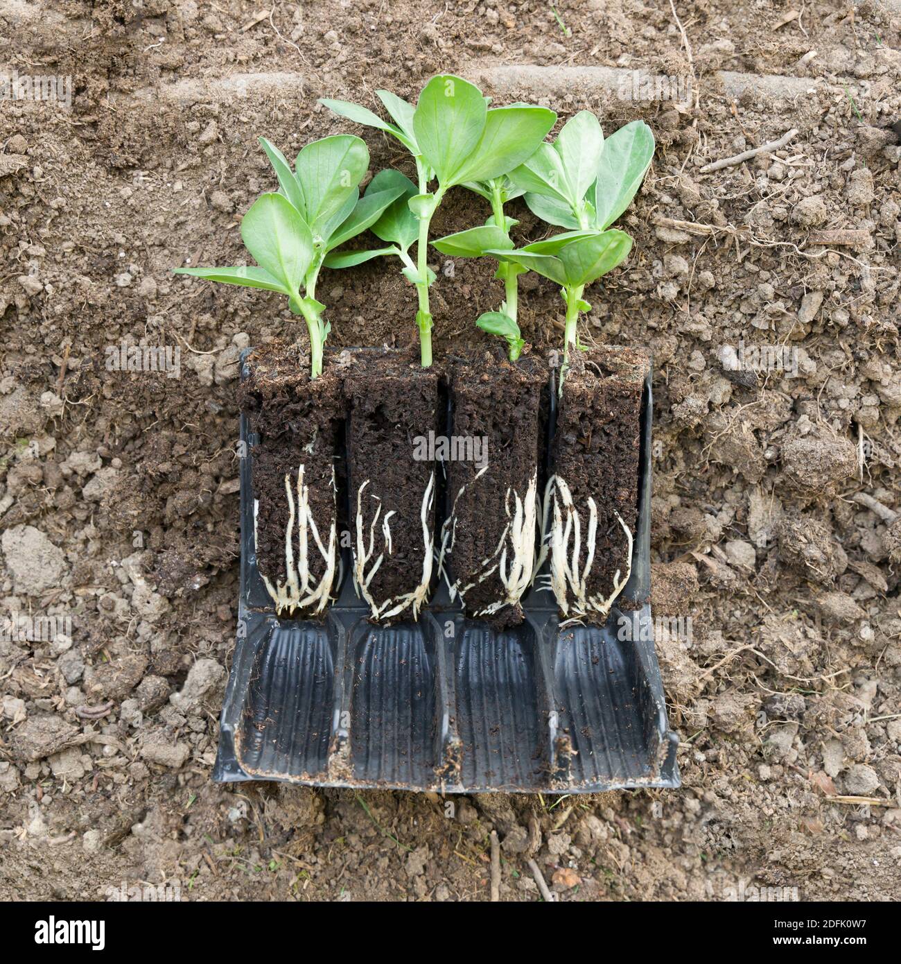 Vegetable plant (Broad bean de monica) seedlings in roottrainers on soil with roots visible, UK Stock Photo