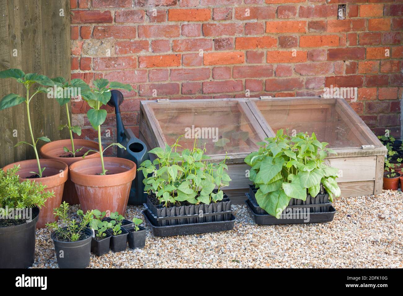 French beans and runner beans in root trainers outside a cold frame, growing vegetables in a garden in England, UK Stock Photo