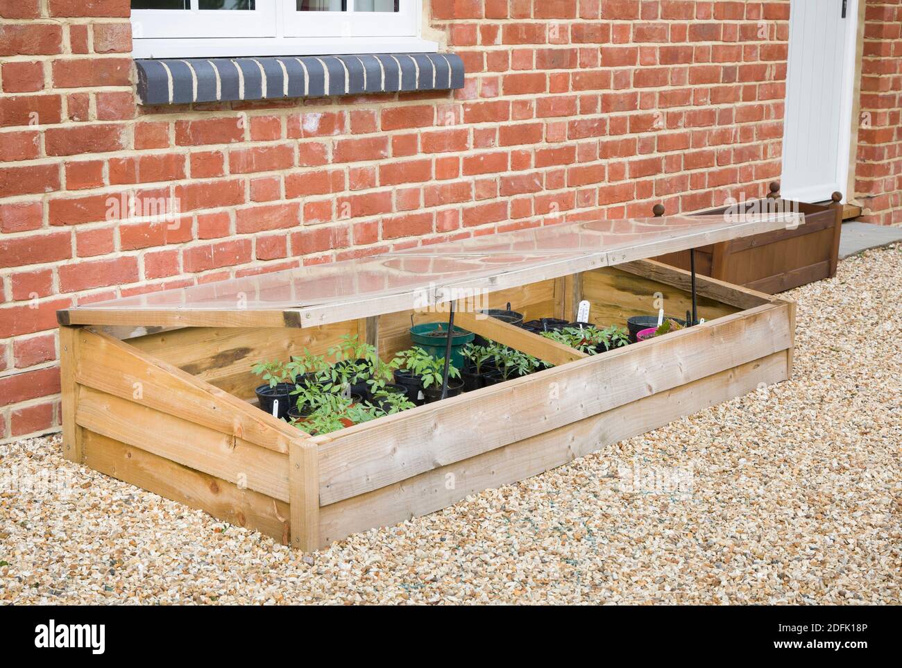 Cold frame with vegetable (tomato) plants against a wall in a UK garden