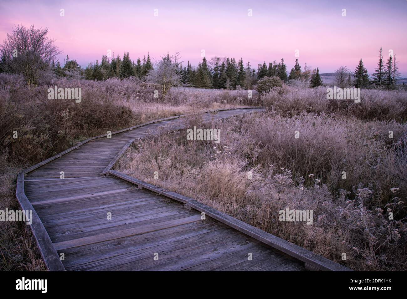 Frosty autumn morning along Freeland Boardwalk in Canaan Valley, WV Stock Photo