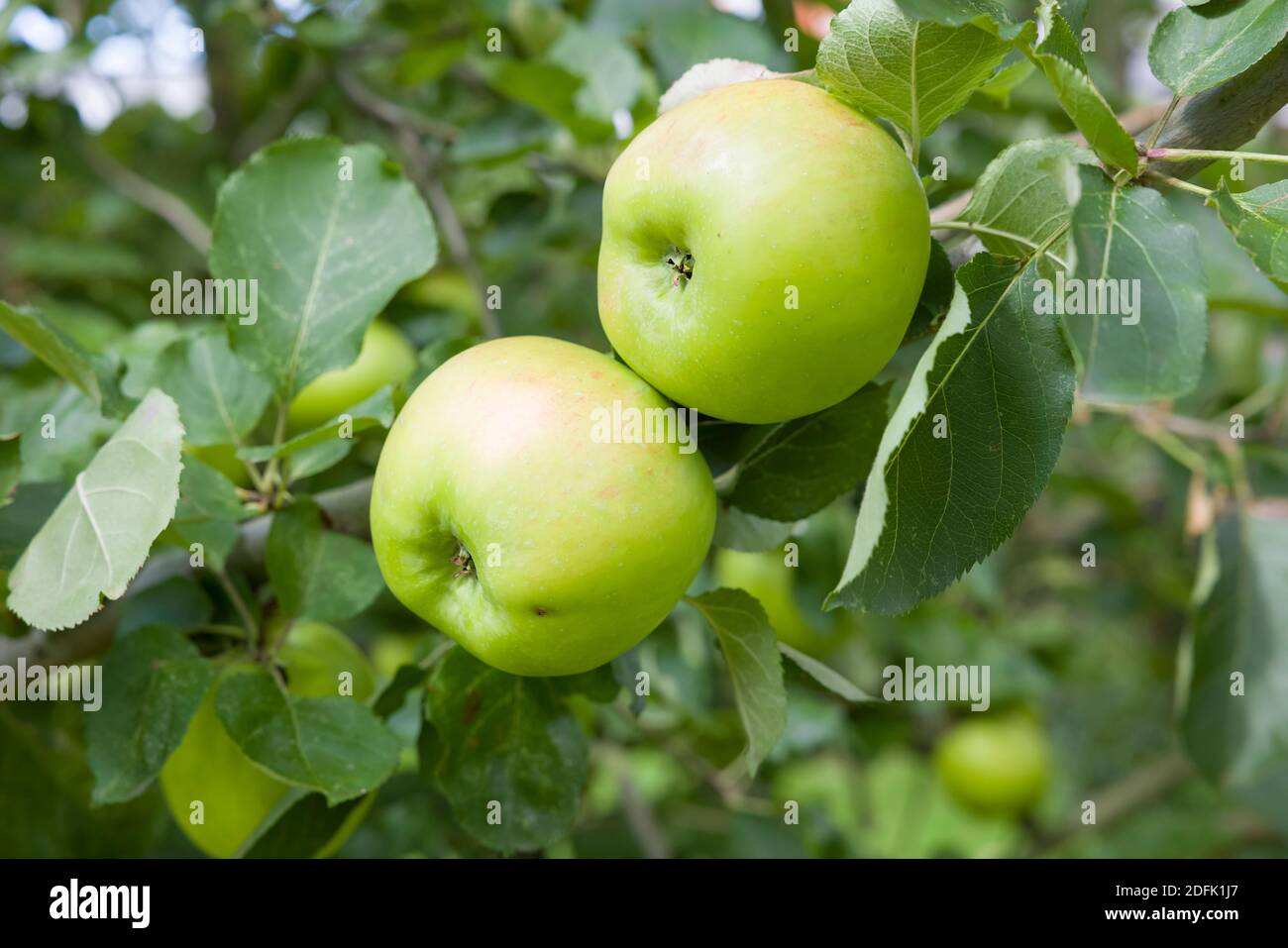 Green cooking apples growing in a tree, Bramley apples, UK Stock Photo Alamy