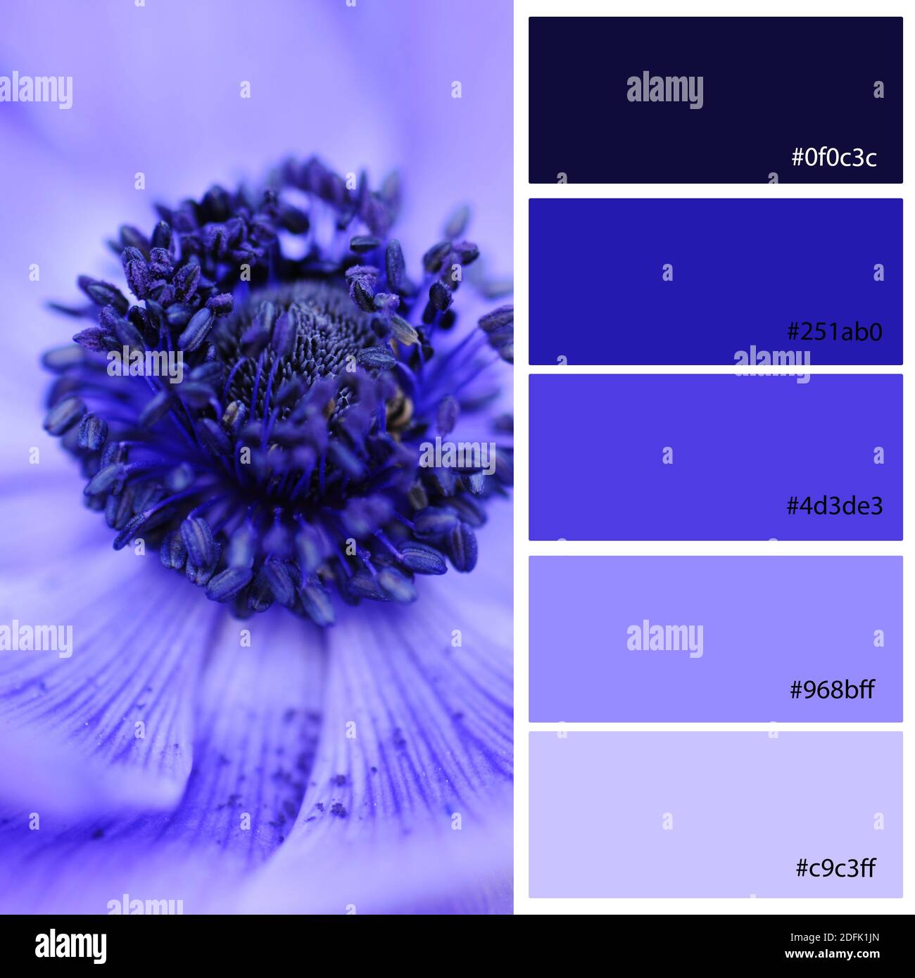 Blue Tones Hues Designer Pack Color Palette inspired by nature. Macro close up Spring bulb Blue Anemone poppy flower. Designer pack with photograph an Stock Photo