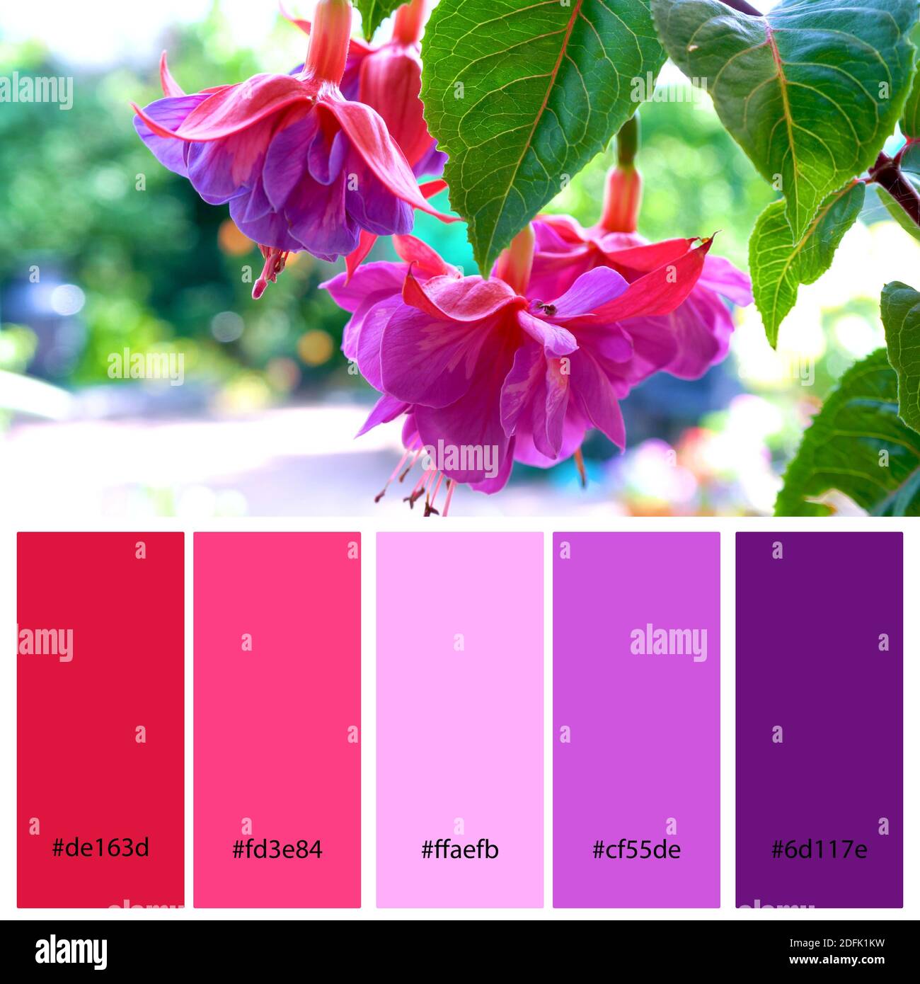 Bright Pink and Purple Designer Pack Color Palette inspired by nature.  Macro close up of large hybrid fuchsia flowers. Designer pack with  photograph a Stock Photo - Alamy
