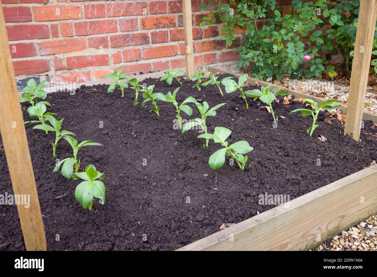 Young broad bean (fava bean) plants growing in a raised vegetable bed in a garden in England, UK Stock Photo