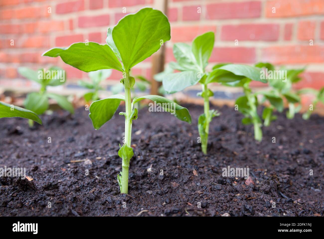 Row of small broad plants growing in a vegetable patch in a UK garden Stock Photo