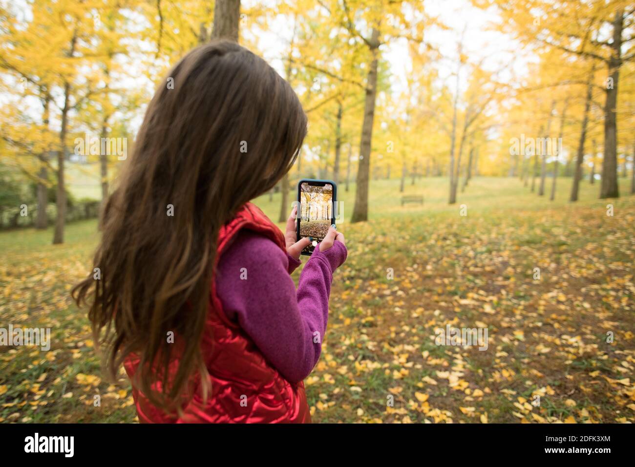 A young girl takes a photo with a smartphone in the ginko tree grove in Blandy National Arboretum, University of Virginia. Stock Photo