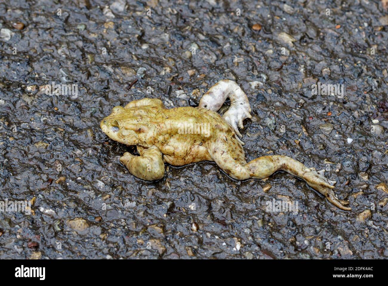 Erdkröte (Bufo bufo) als Verkehrsopfer Stock Photo
