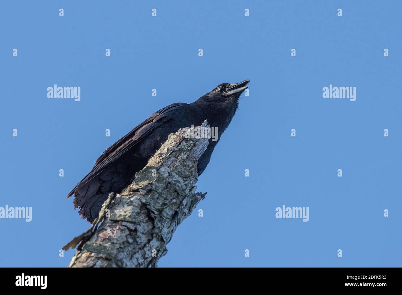 A crow calls from the top of a broken tree branch. Stock Photo