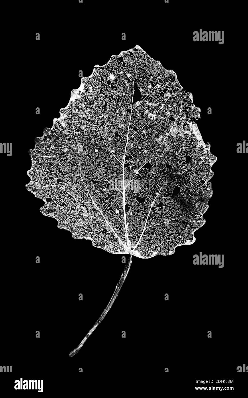 Vein structure leaf hi-res stock photography and images - Alamy