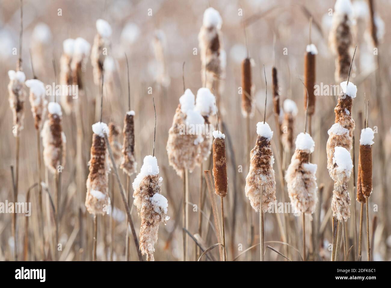 Snow rests on the tops of cattails in winter. Stock Photo