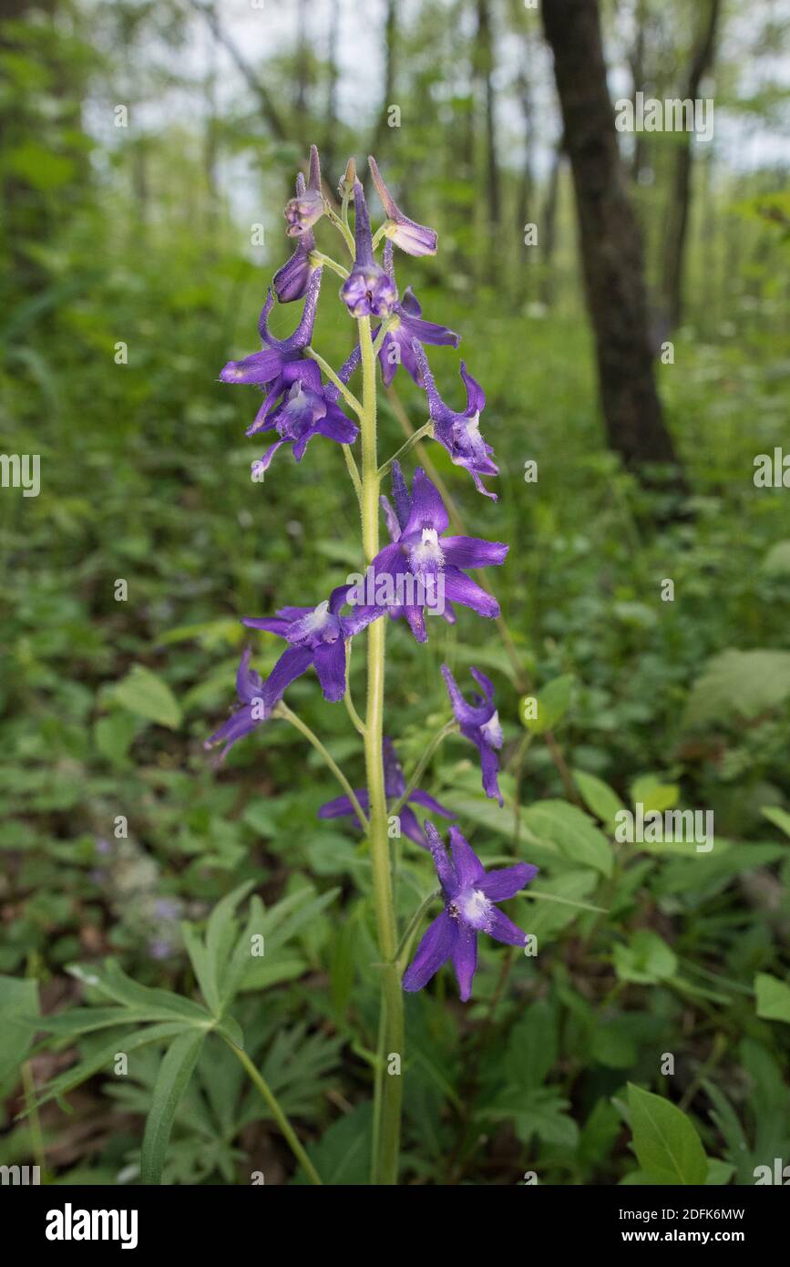 Spring Larkspur, Delphinium tricorne, blooming on the forest floor. Stock Photo