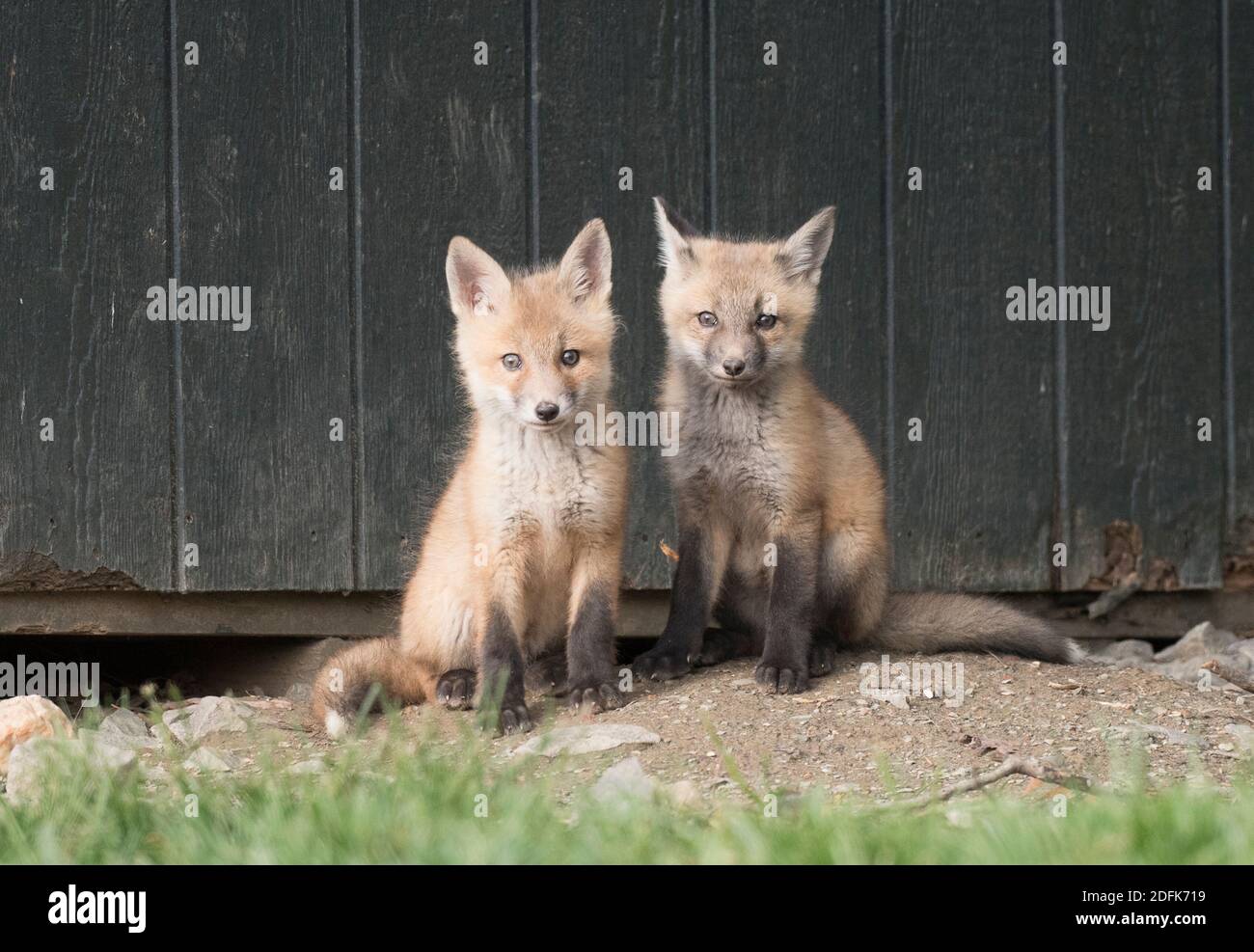 Two kits sit near a shed, which they use as a den. Stock Photo