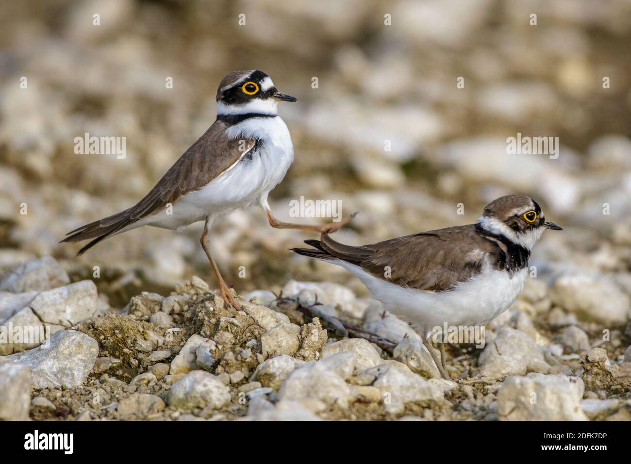 Imponiergehabe vogel hi-res stock photography and images - Alamy