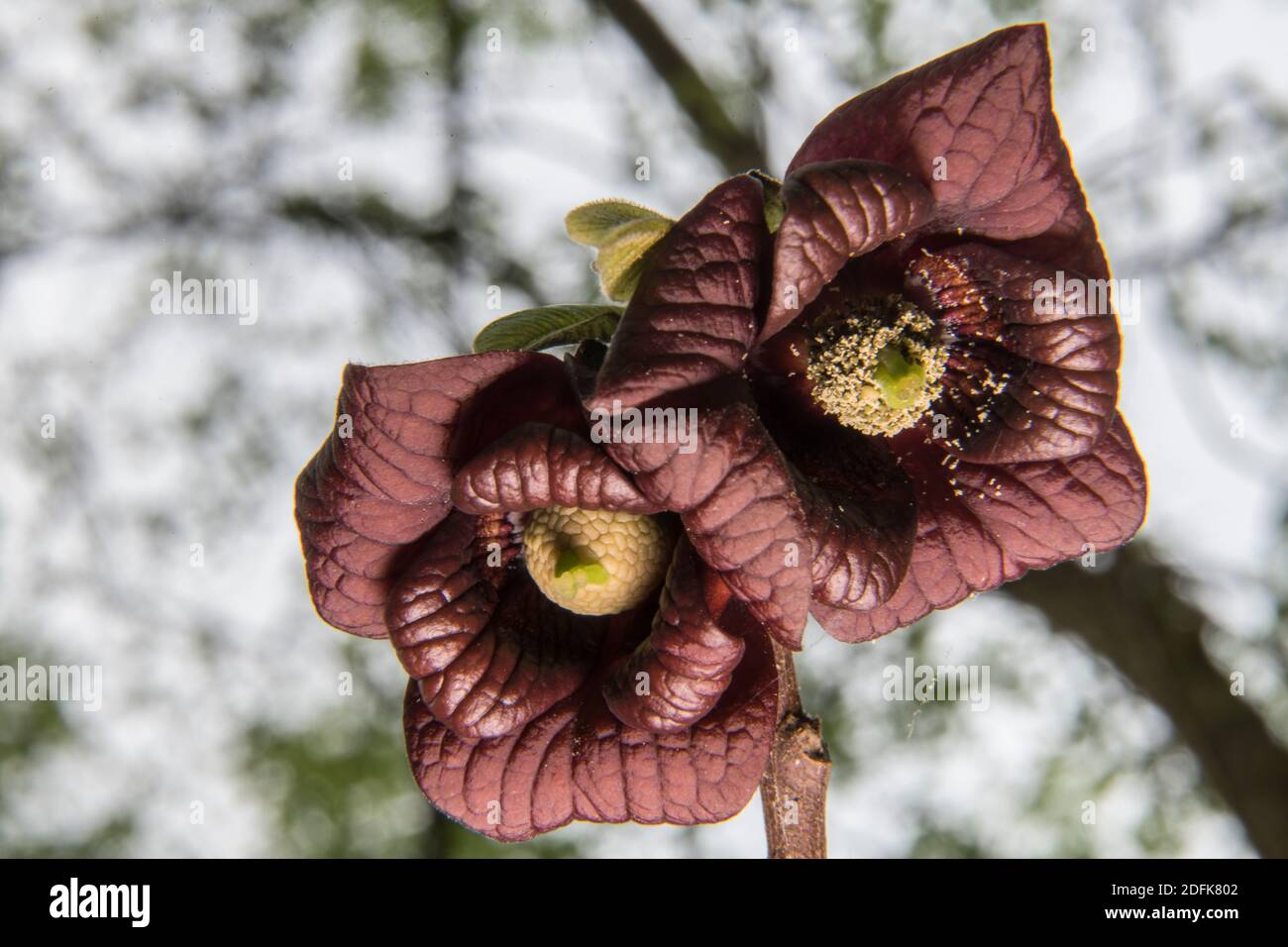 Pawpaw flower blooming in springtime on a Pawpaw tree in the forest. Stock Photo