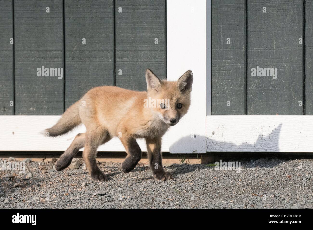 A red fox kit walks in front of a shed. Stock Photo