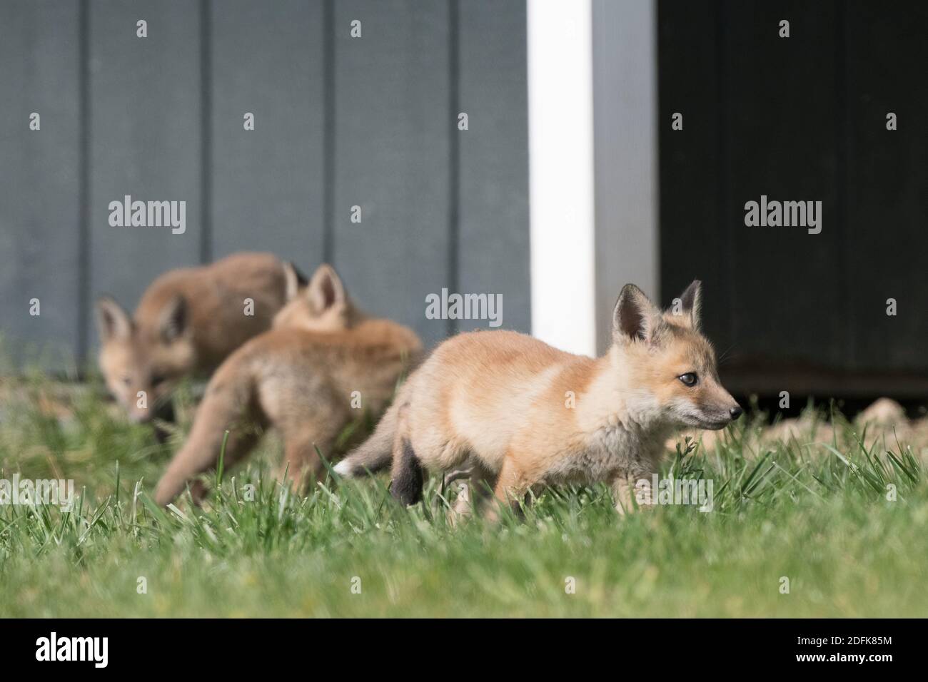 Three red fox kits play in front of a shed, which is their home. Stock Photo
