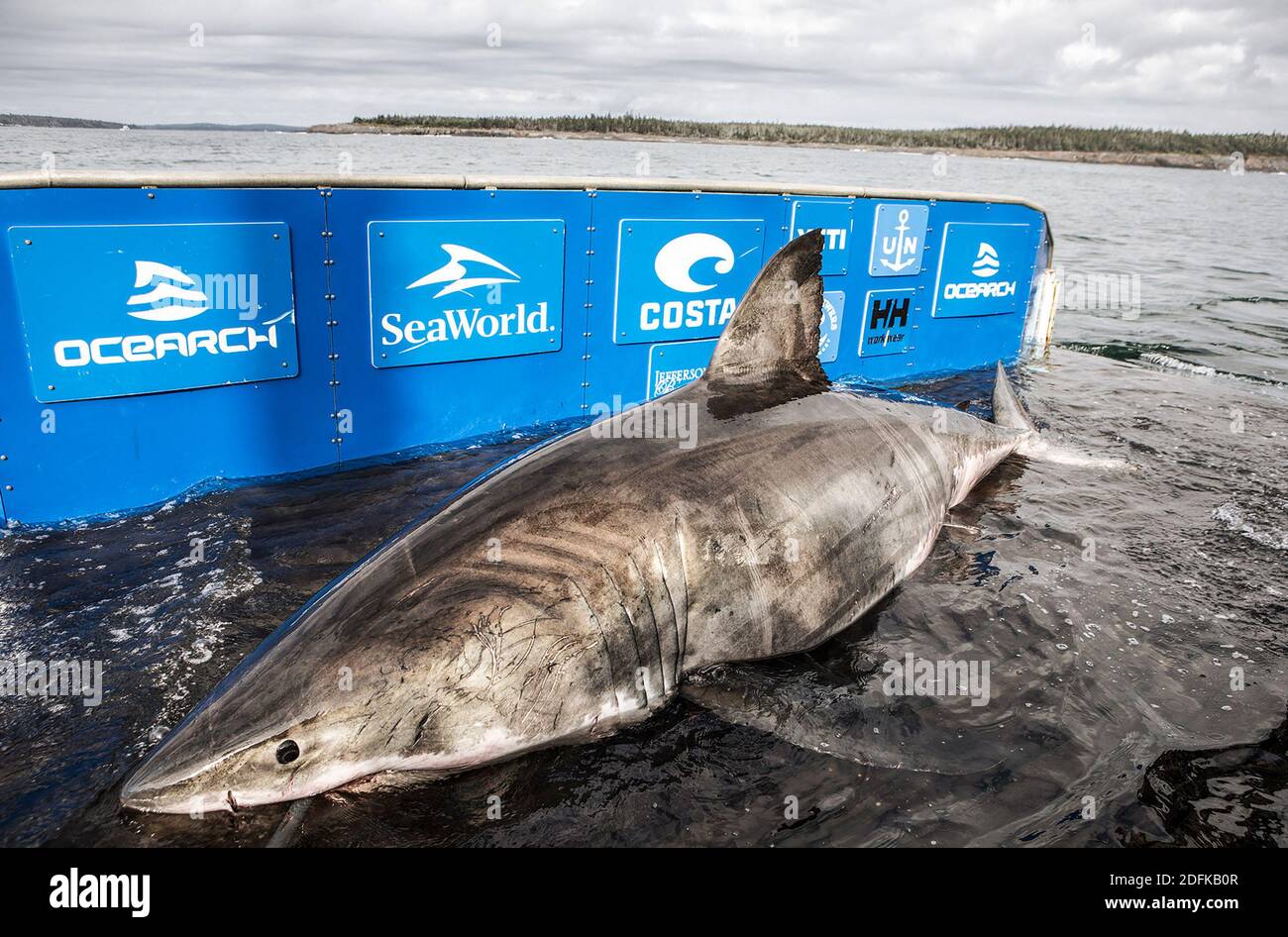 Handout photo - Researchers working in the waters off Nova Scotia ...