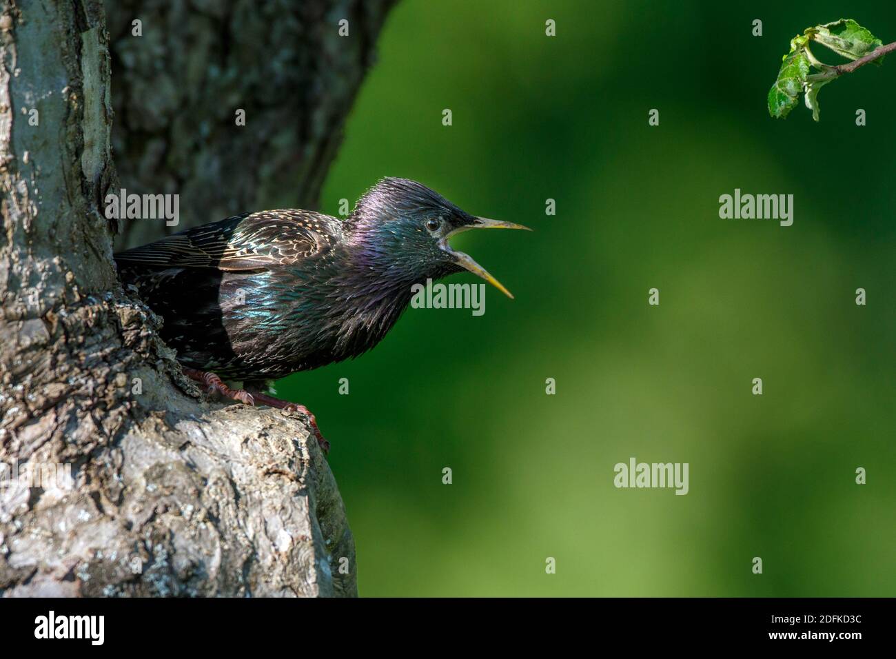 Star (Sturnus vulgaris) schimpfend Stock Photo