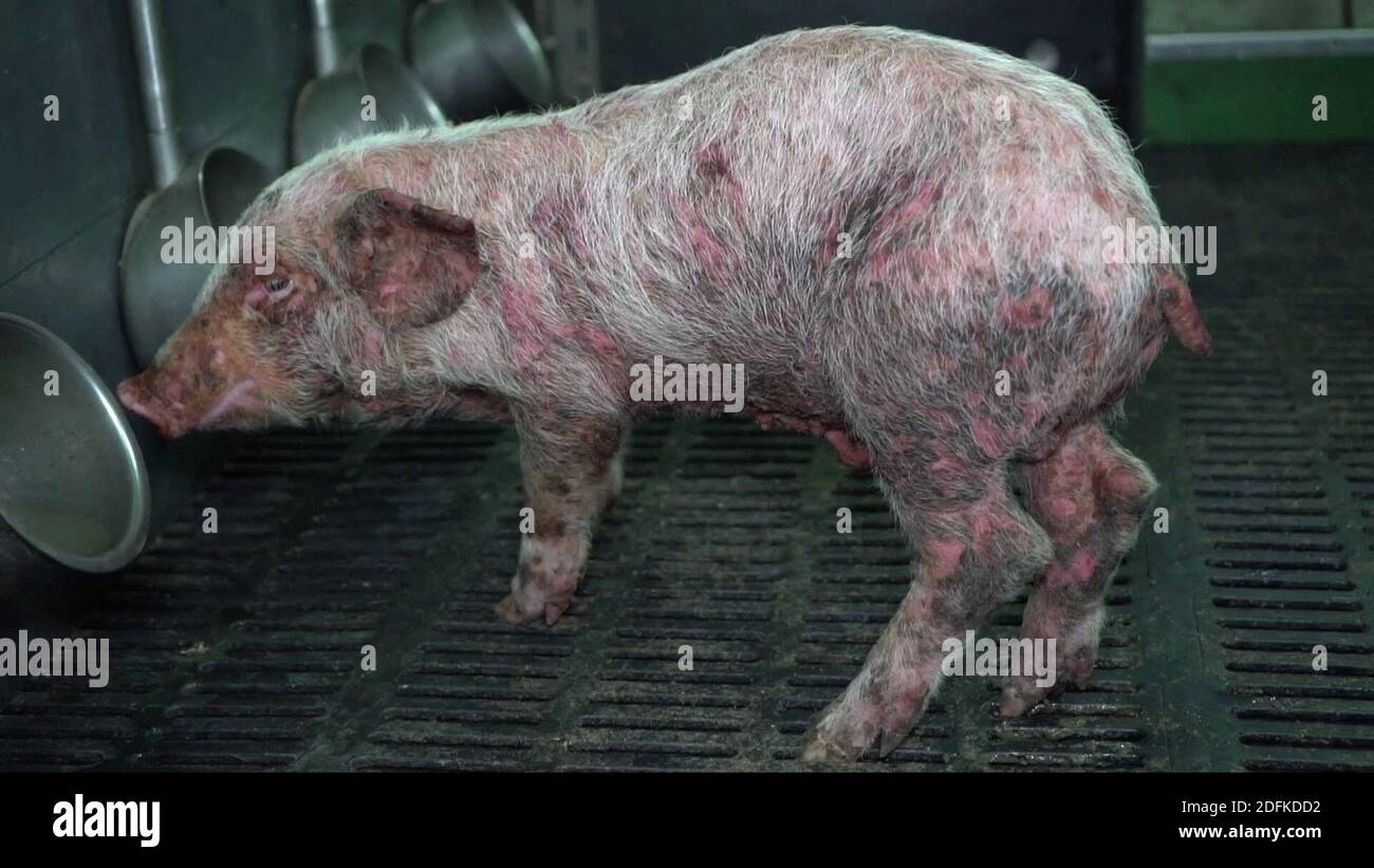 GRAPHIC CONTENT - Handout screengrab from a video unveiled Thursday October 8, 2020, by animal rights association L214, of an intensive pig farm located in Barrais-Bussolles in the Allier department, central France. GRAPHIC CONTENT - Handout screengrab from a video unveiled Thursday October 8, 2020, by animal rights association L214, of an intensive pig farm located in Barrais-Bussolles in the Allier department, central France.