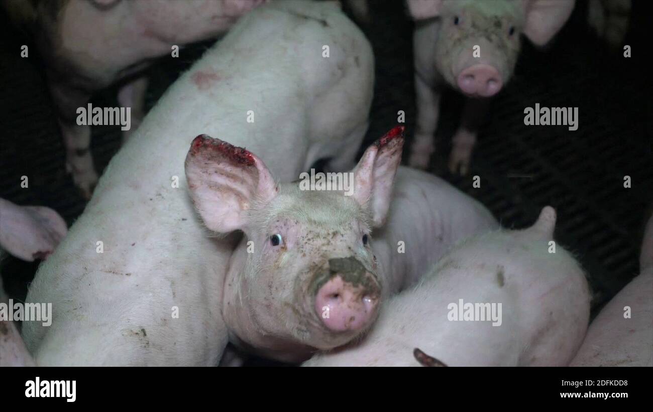GRAPHIC CONTENT - Handout screengrab from a video unveiled Thursday October 8, 2020, by animal rights association L214, of an intensive pig farm located in Barrais-Bussolles in the Allier department, central France. GRAPHIC CONTENT - Handout screengrab from a video unveiled Thursday October 8, 2020, by animal rights association L214, of an intensive pig farm located in Barrais-Bussolles in the Allier department, central France.