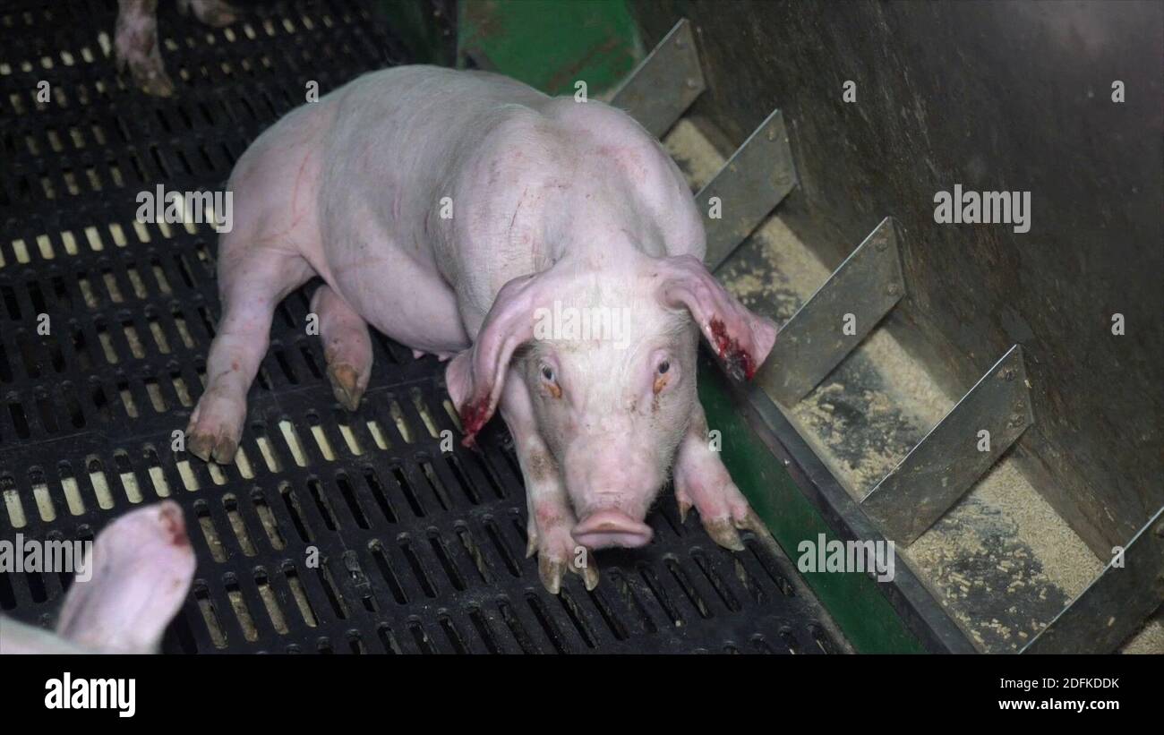 GRAPHIC CONTENT - Handout screengrab from a video unveiled Thursday October  8, 2020, by animal rights association L214, of an intensive pig farm  located in Barrais-Bussolles in the Allier department, central France.