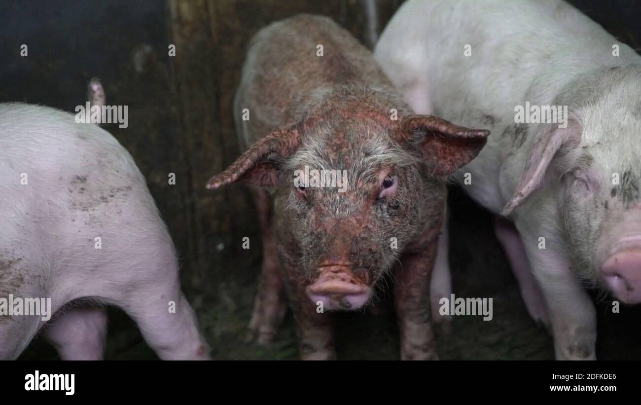 GRAPHIC CONTENT - Handout screengrab from a video unveiled Thursday October  8, 2020, by animal rights association L214, of an intensive pig farm  located in Barrais-Bussolles in the Allier department, central France.