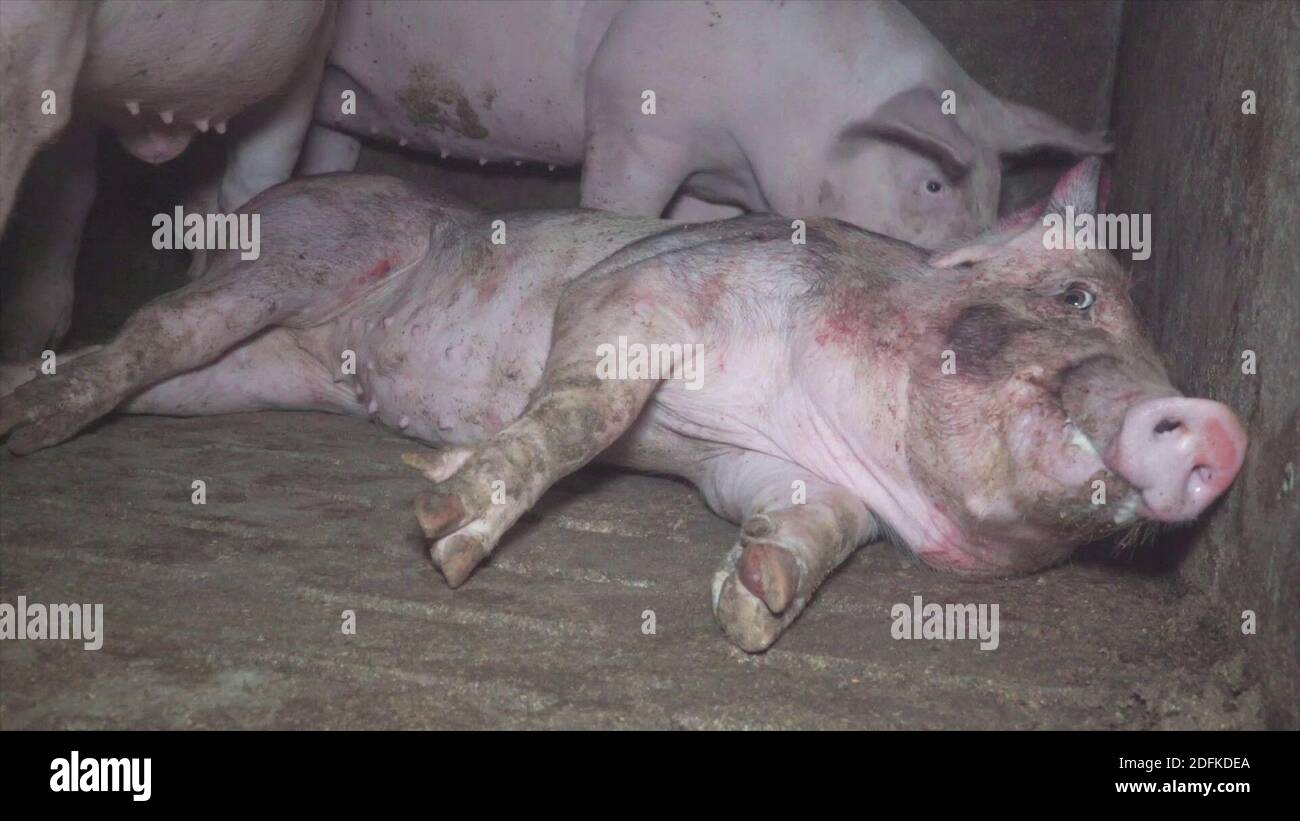 GRAPHIC CONTENT - Handout screengrab from a video unveiled Thursday October 8, 2020, by animal rights association L214, of an intensive pig farm located in Barrais-Bussolles in the Allier department, central France. The farm manager is also president of Cirhyo, one of the largest French pig cooperatives (production of 1.3 million pigs each year). The farm recently obtained authorization from the prefecture to fatten 6000 pigs simultaneously. The images show sick piglets, pigs mutilating each other due to the high promiscuity. Some piglets have serious skin problems. Unable to move away for pro Stock Photo