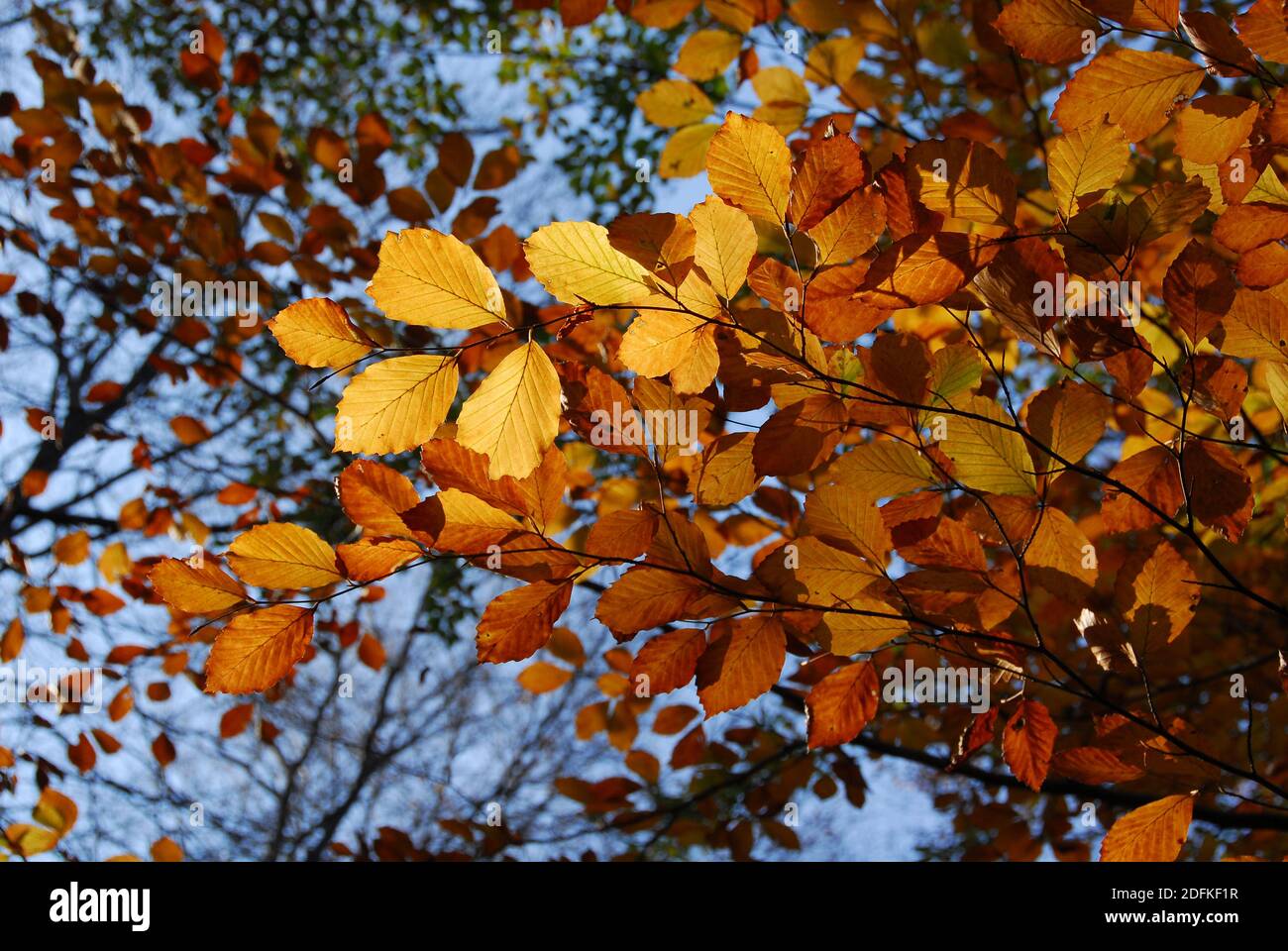 yellow tree leaves, Bükk Mountains, North Hungarian Mountains, Hungary, Magyarország, Europe Stock Photo