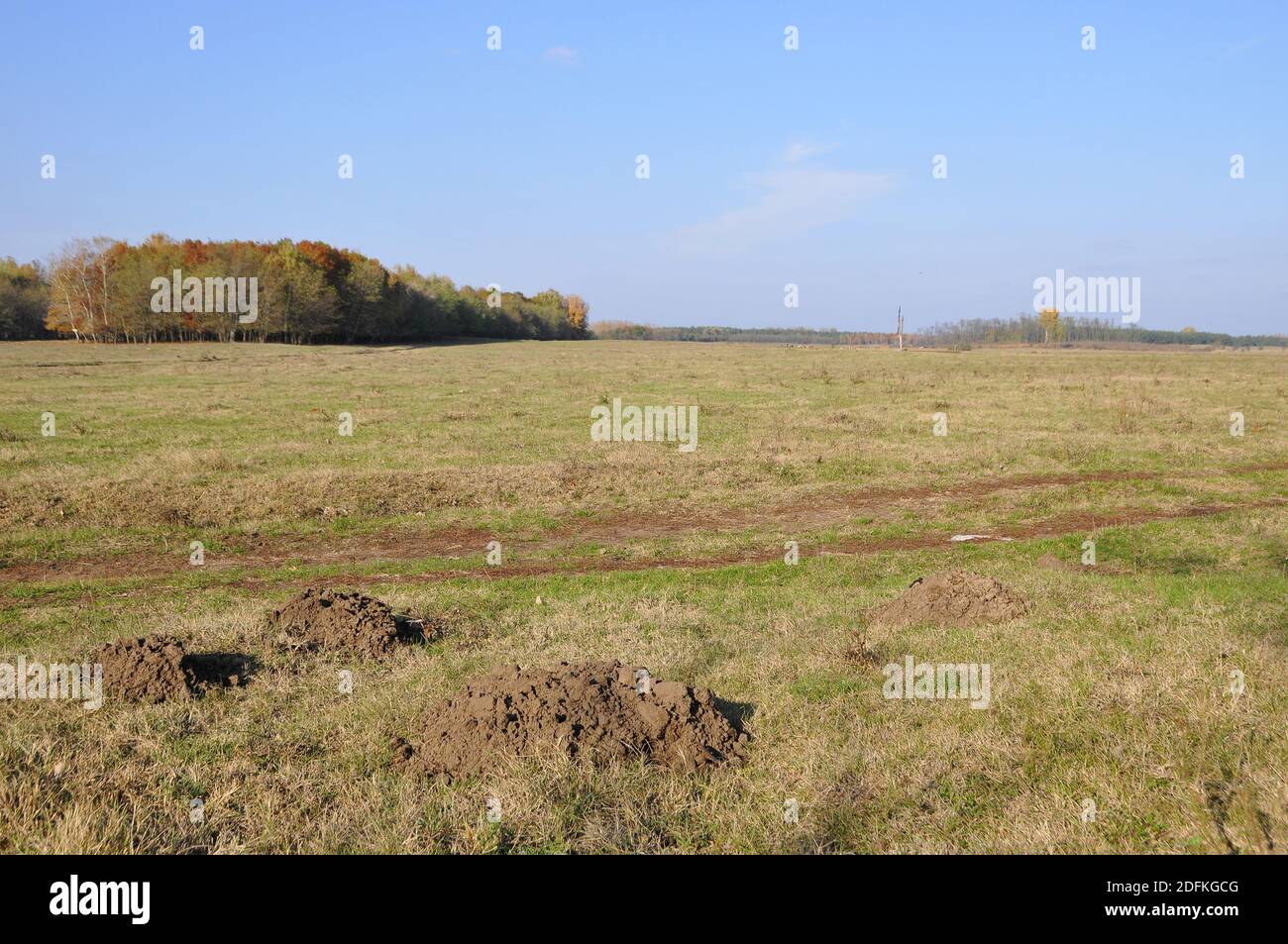 Lesser blind mole-rat (Nannospalax (leucodon) transsylvanicus) nature reserve, Hortobágy National Park, Hajdúbagos, Hungary, Magyarország, Europe Stock Photo