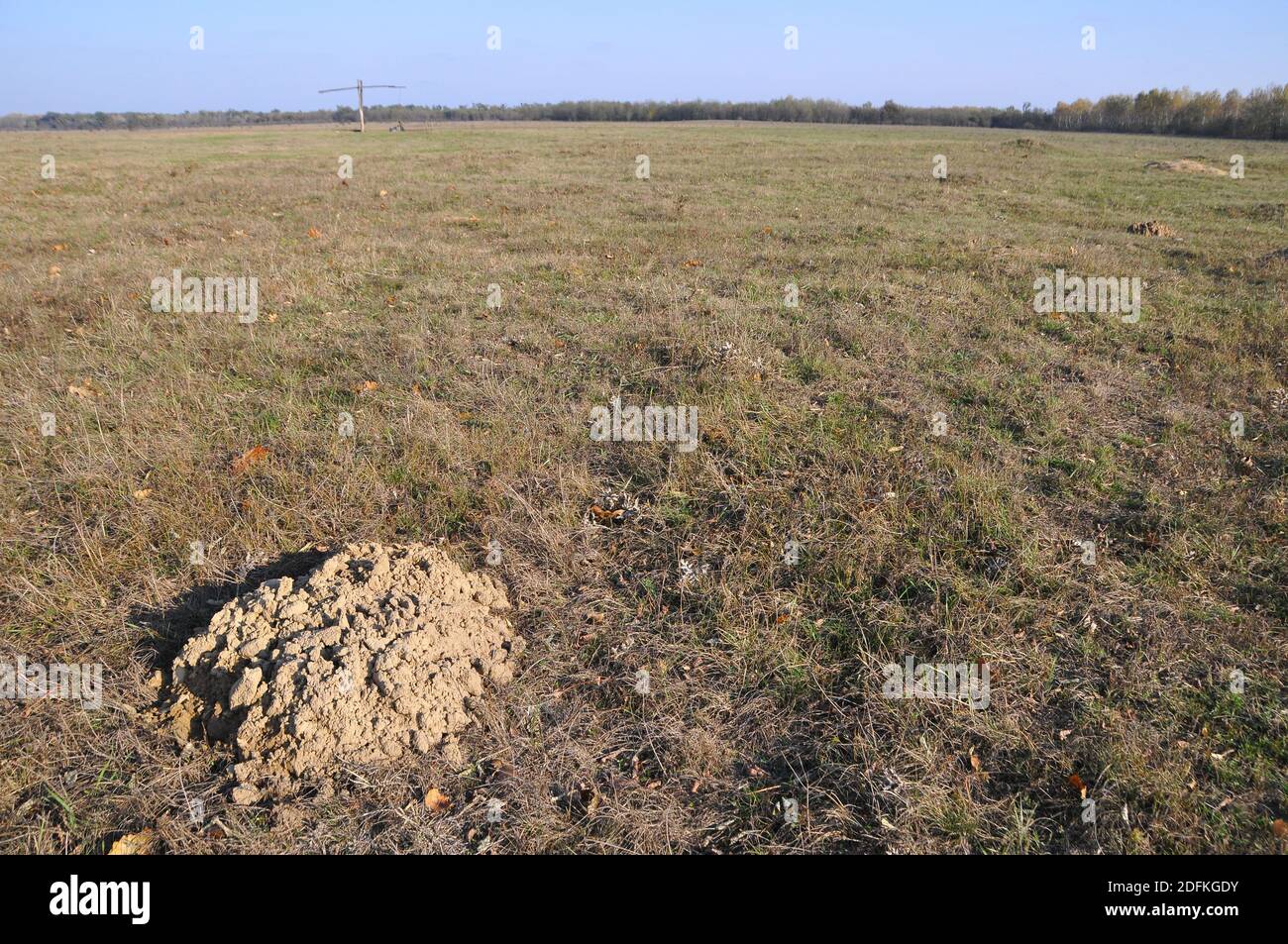 Lesser blind mole-rat (Nannospalax (leucodon) transsylvanicus) nature reserve, Hortobágy National Park, Hajdúbagos, Hungary, Magyarország, Europe Stock Photo