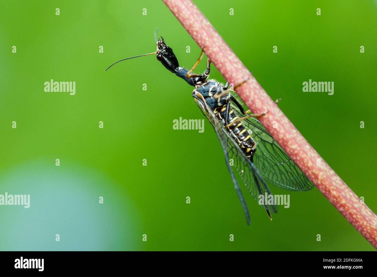 Kamelhalsfliege (Phaeostigma major) Stock Photo